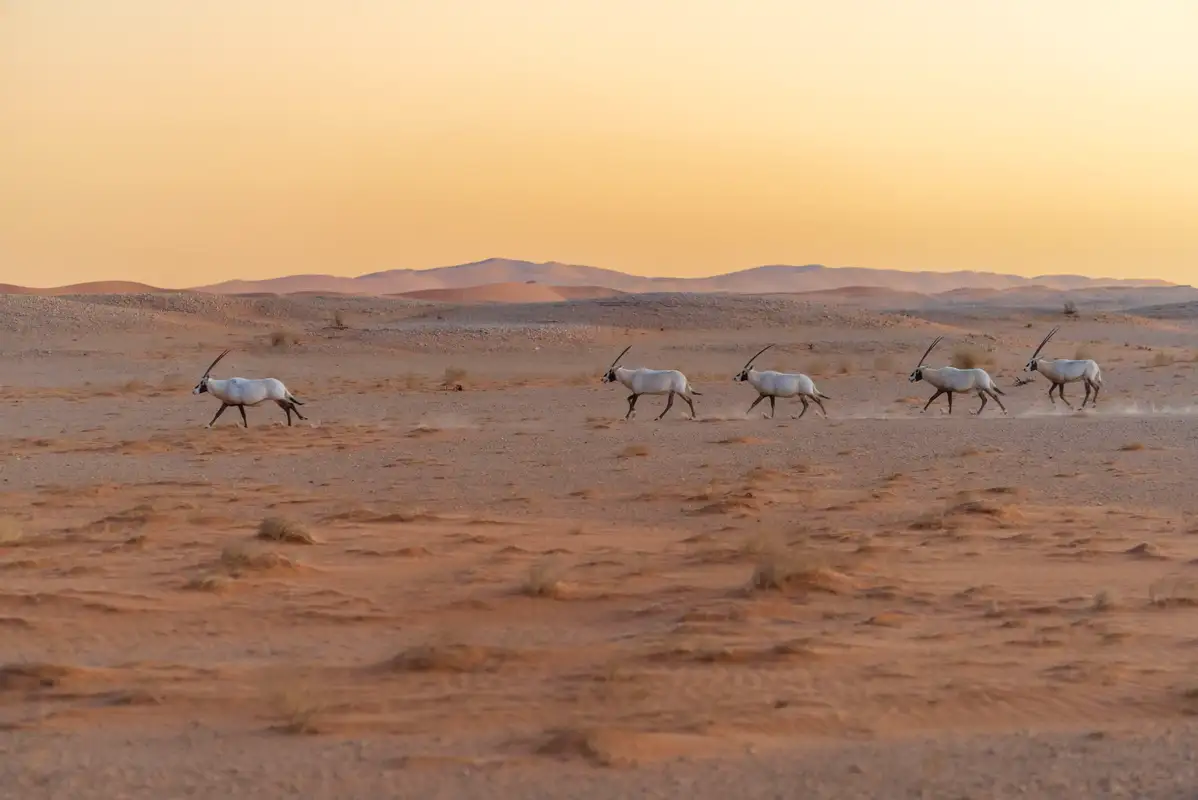 نقلا عن موقع المركز الوطني لتنمية الحياة الفطرية في السعودية